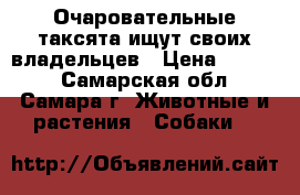 Очаровательные таксята ищут своих владельцев › Цена ­ 7 000 - Самарская обл., Самара г. Животные и растения » Собаки   